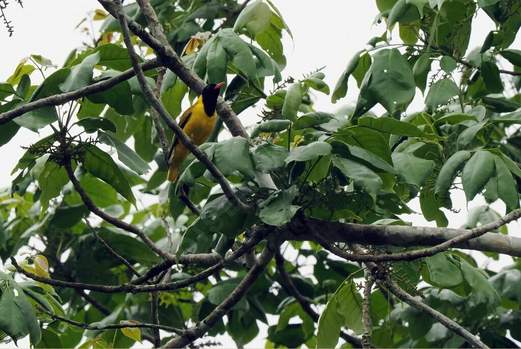 Black-winged Oriole male adult breeding