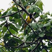 Black-winged Oriole