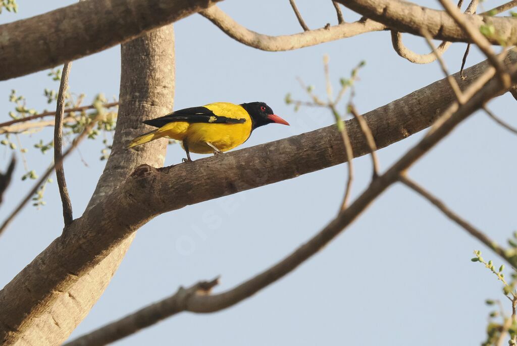 Black-hooded Oriole male adult breeding