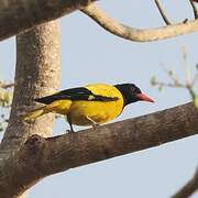 Black-hooded Oriole