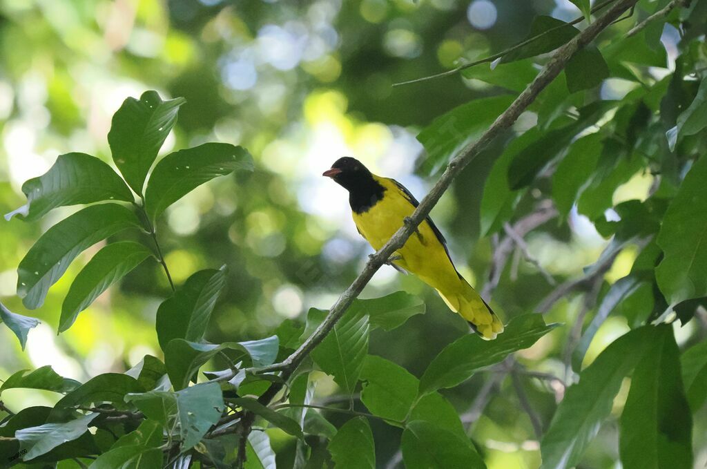 Western Oriole male adult breeding, song