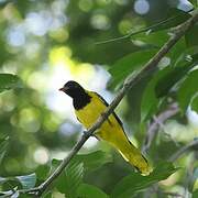 Western Oriole