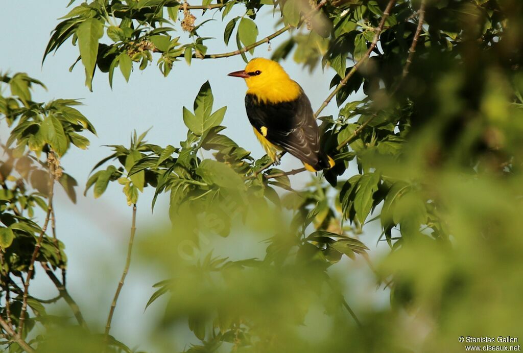 Eurasian Golden Oriole male adult breeding, close-up portrait