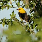 Eurasian Golden Oriole