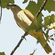 Eurasian Golden Oriole