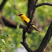 African Golden Oriole