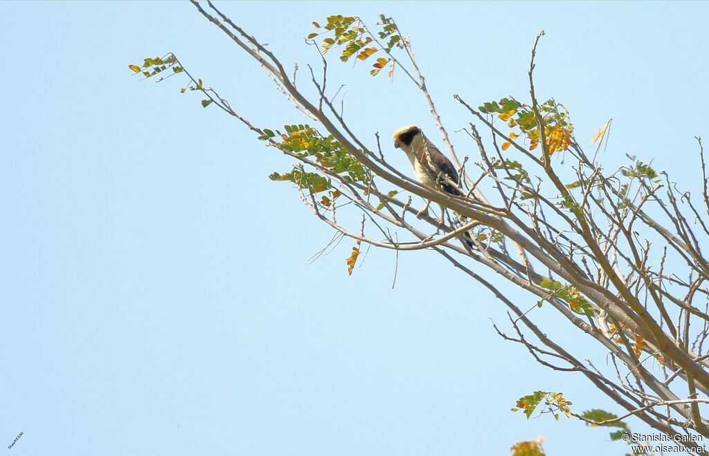 Laughing Falconadult