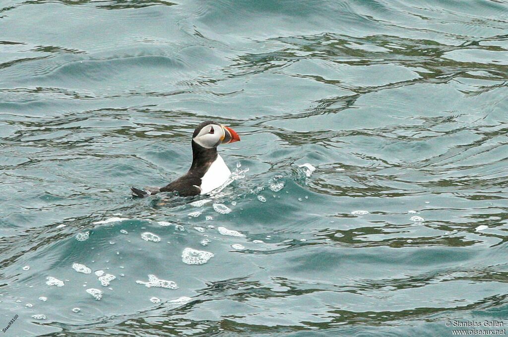 Atlantic Puffinadult breeding