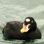 Surf Scoter