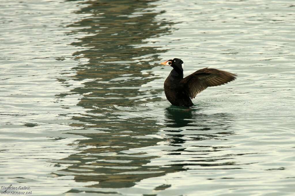 Surf Scoter male adult breeding, aspect, pigmentation, Behaviour