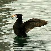 Surf Scoter