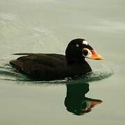 Surf Scoter