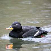 Velvet Scoter