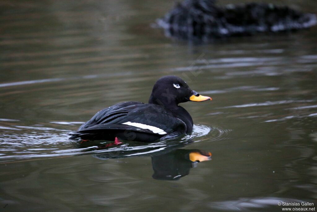 Velvet Scoter male adult