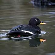 Velvet Scoter