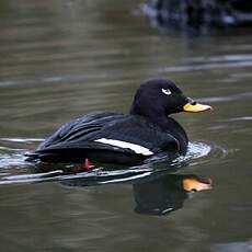 Macreuse brune