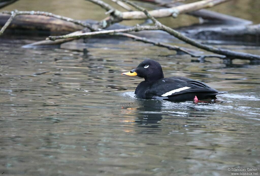 Velvet Scoter male adult