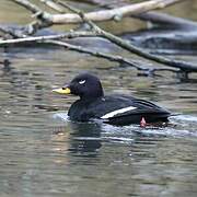 Velvet Scoter