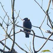 Sri Lanka Hill Myna