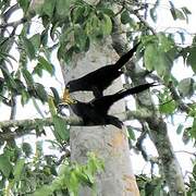 Blue Malkoha