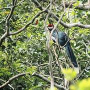 Red-faced Malkoha