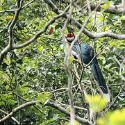 Red-faced Malkoha