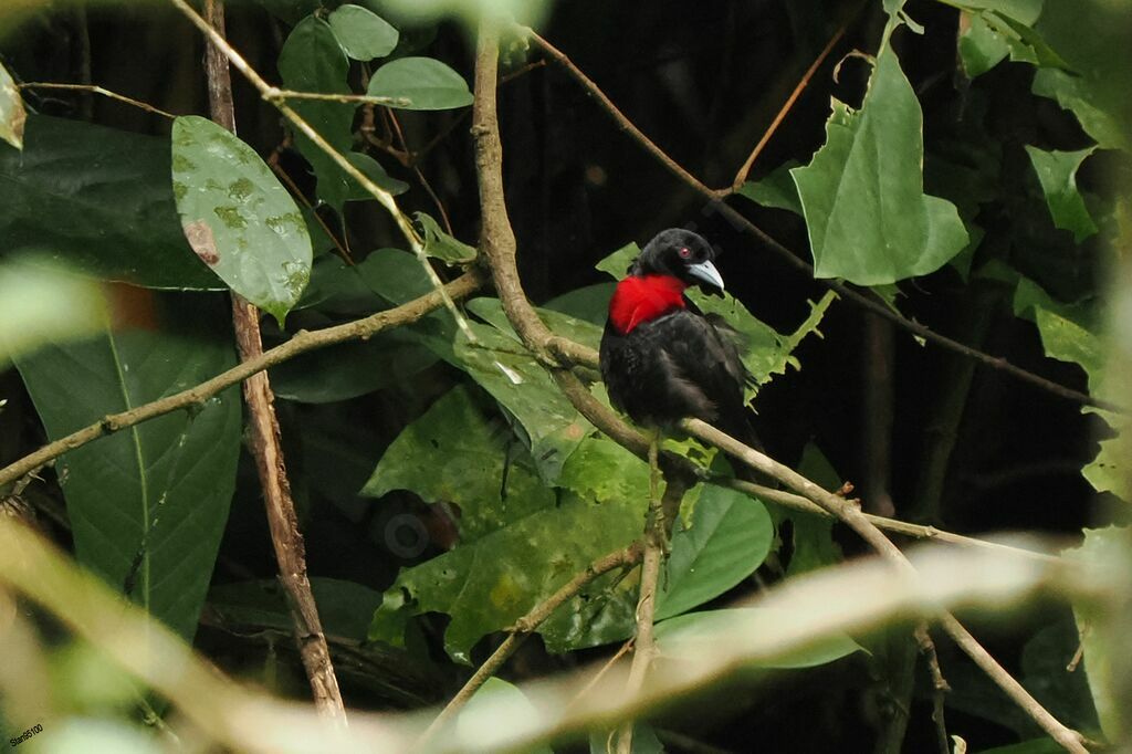 Blue-billed Malimbeadult