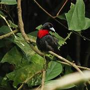 Blue-billed Malimbe