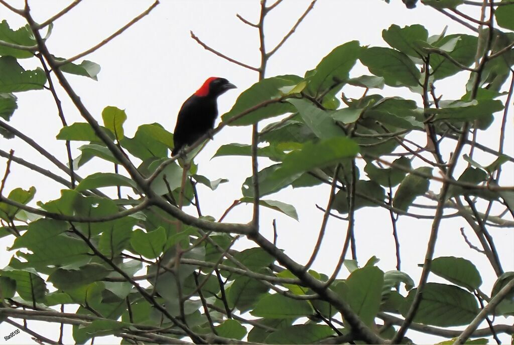 Red-headed Malimbeadult