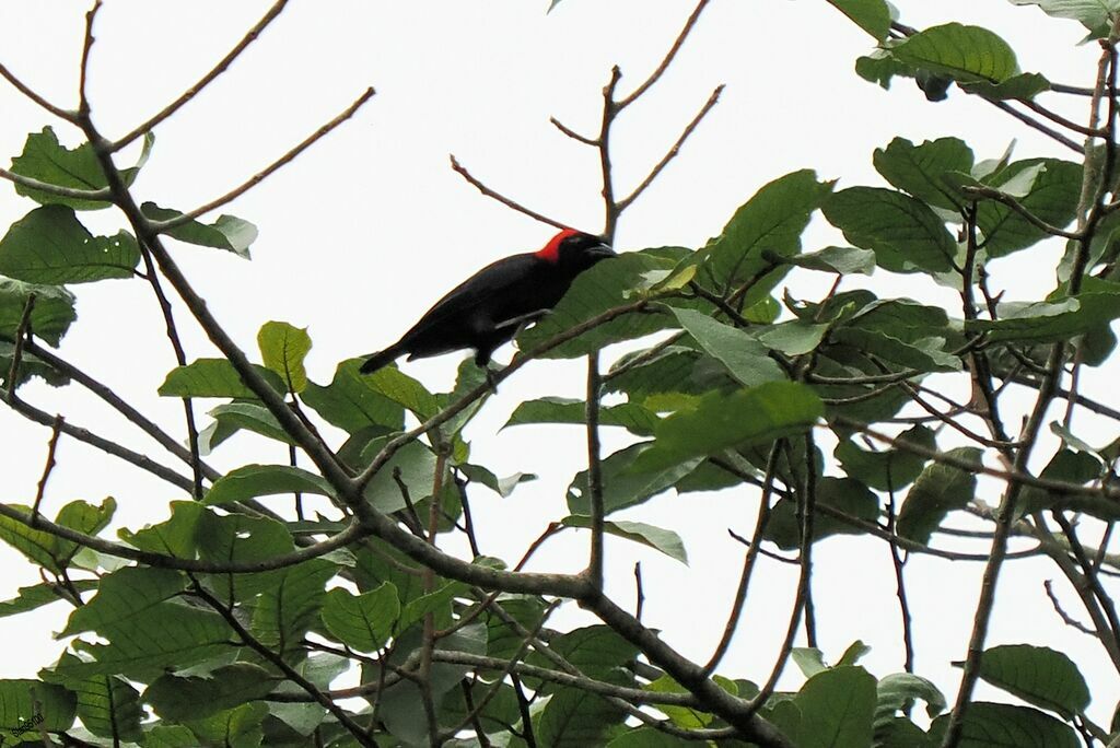 Malimbe à tête rougeadulte