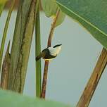 Manakin à col blanc