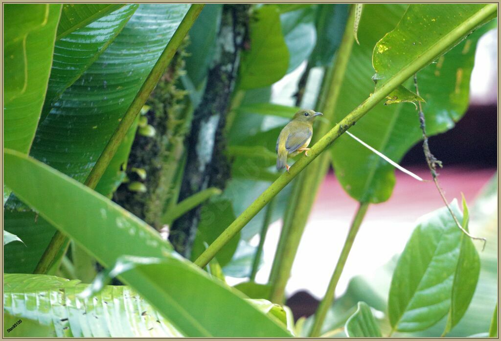 Orange-collared Manakin female adult