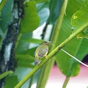 Orange-collared Manakin