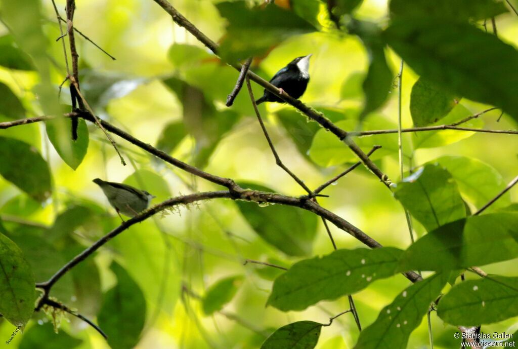 White-throated Manakinadult breeding