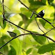 White-throated Manakin