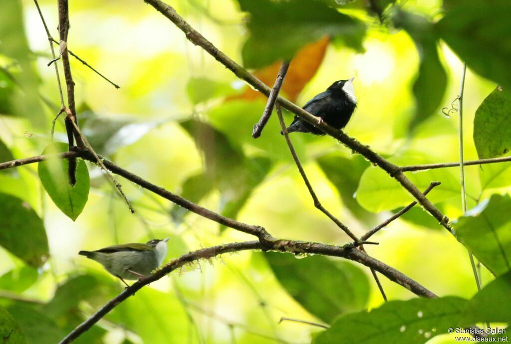 White-throated Manakinadult breeding