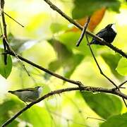 White-throated Manakin