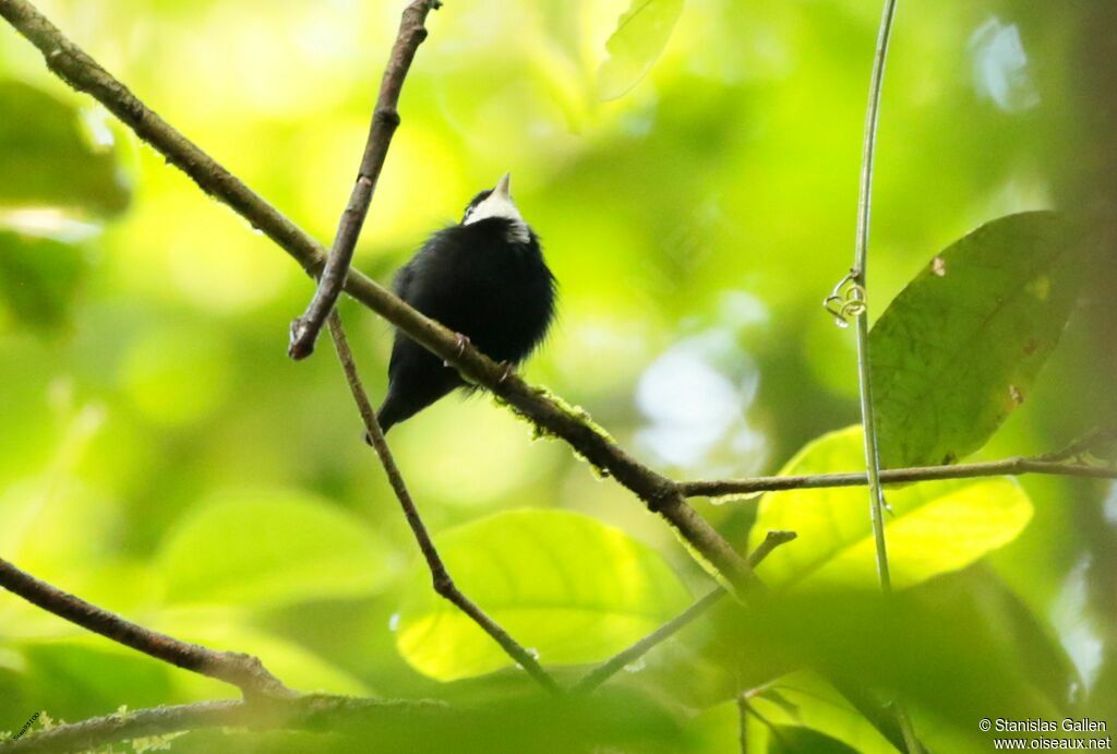 Manakin à gorge blanche mâle adulte nuptial