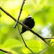 White-throated Manakin