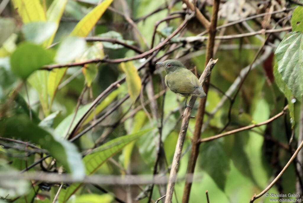 Manakin à tête blanche femelle adulte