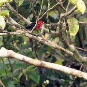 Crimson-hooded Manakin