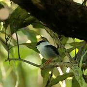 White-bearded Manakin