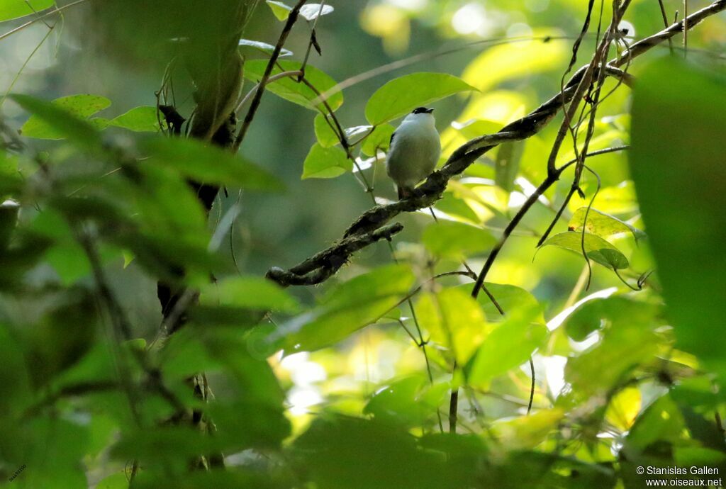 White-bearded Manakinadult breeding, courting display