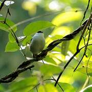 White-bearded Manakin