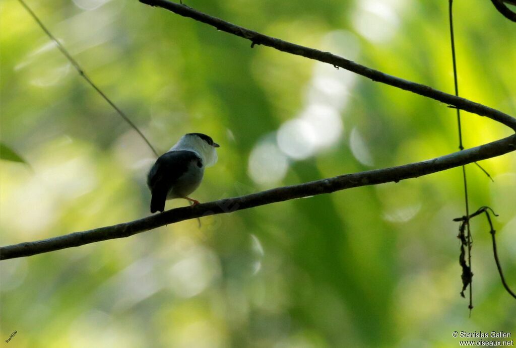 White-bearded Manakinadult breeding, courting display