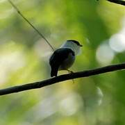 White-bearded Manakin