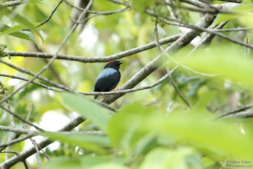 Lance-tailed Manakin male adult breeding, courting display