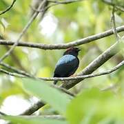 Lance-tailed Manakin