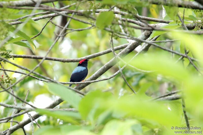 Lance-tailed Manakin male adult breeding, courting display