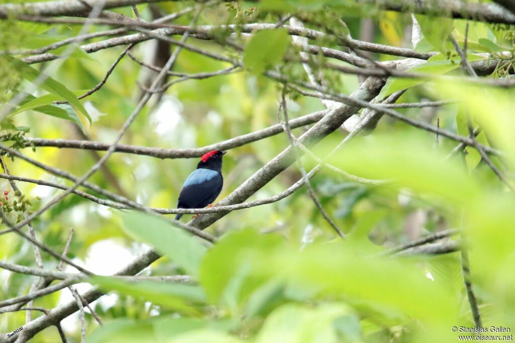 Manakin lancéolé mâle adulte nuptial, parade